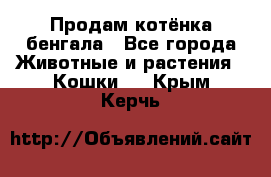 Продам котёнка бенгала - Все города Животные и растения » Кошки   . Крым,Керчь